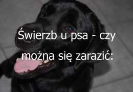 Świerzb u psa – czy można się zarazić: Możliwość zarażenia się świerzbem od psa i środki zapobiegawcze