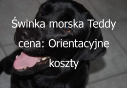 Świnka morska Teddy cena: Orientacyjne koszty zakupu i utrzymania tego uroczego gryzonia