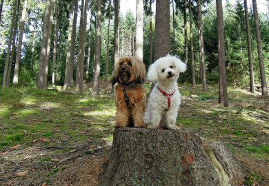 5 najbardziej inteligentnych ras psów: jak to wpływa na ich zachowanie?