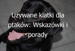 Używane klatki dla ptaków: Wskazówki i porady dotyczące zakupu i użytkowania używanych klatek dla ptaków