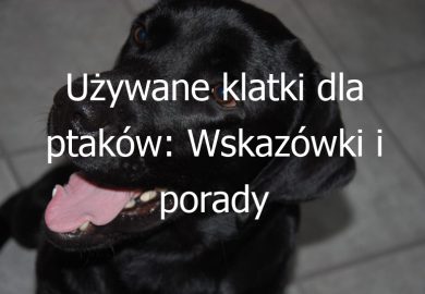 Używane klatki dla ptaków: Wskazówki i porady dotyczące zakupu i użytkowania używanych klatek dla ptaków