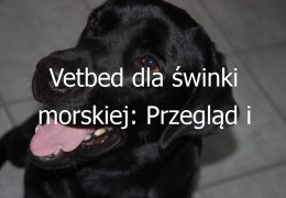 Vetbed dla świnki morskiej: Przegląd i zastosowanie vetbedu jako podłoża dla świnki morskiej