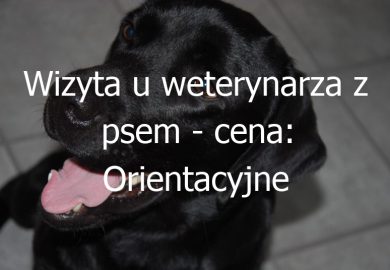 Wizyta u weterynarza z psem – cena: Orientacyjne koszty wizyty u weterynarza z psem