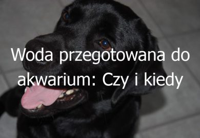 Woda przegotowana do akwarium: Czy i kiedy stosować przegotowaną wodę do akwarium