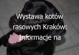 Wystawa kotów rasowych Kraków: Informacje na temat nadchodzących wystaw kotów rasowych w Krakowie