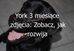 York 3 miesiące zdjęcia: Zobacz, jak rozwija się yorkshire terrier w trzecim miesiącu życia