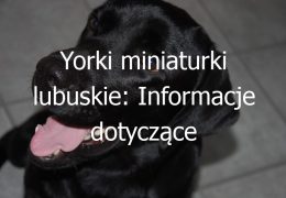 Yorki miniaturki lubuskie: Informacje dotyczące hodowli i dostępności Yorków miniaturków w województwie lubuskim