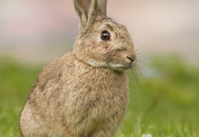 Psy jako asystenci psychiatryczni: jak wspomagać osoby cierpiące na problemy psychiczne