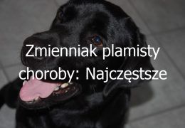 Zmienniak plamisty choroby: Najczęstsze schorzenia i problemy zdrowotne u psów tej rasy