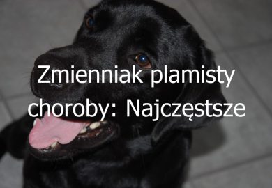 Zmienniak plamisty choroby: Najczęstsze schorzenia i problemy zdrowotne u psów tej rasy